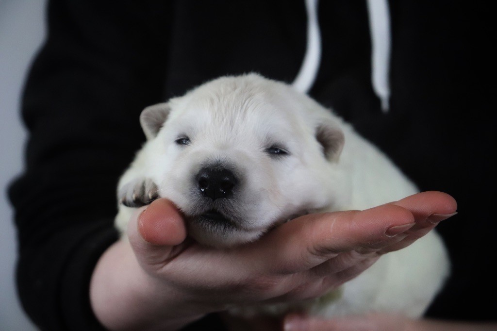 Du Pacte Des Amazones - Chiots disponibles - Berger Blanc Suisse