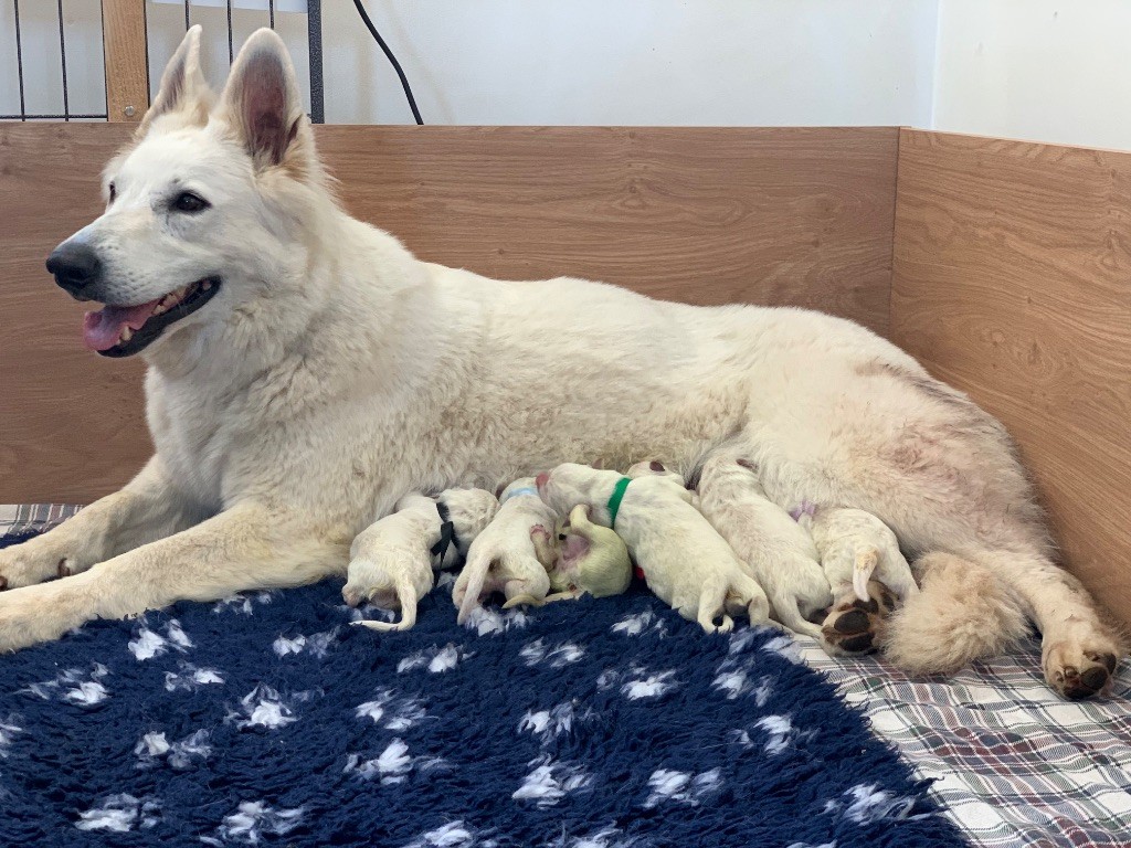 Chiot Berger Blanc Suisse Du Pacte Des Amazones