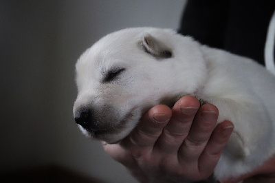 CHIOT 3