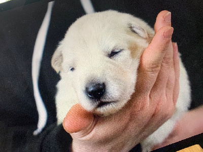 CHIOT 2