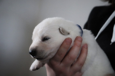 CHIOT 6