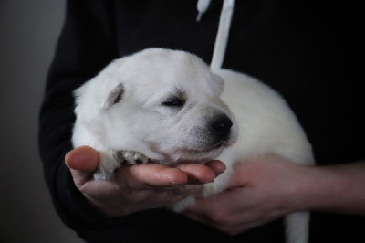 CHIOT 1