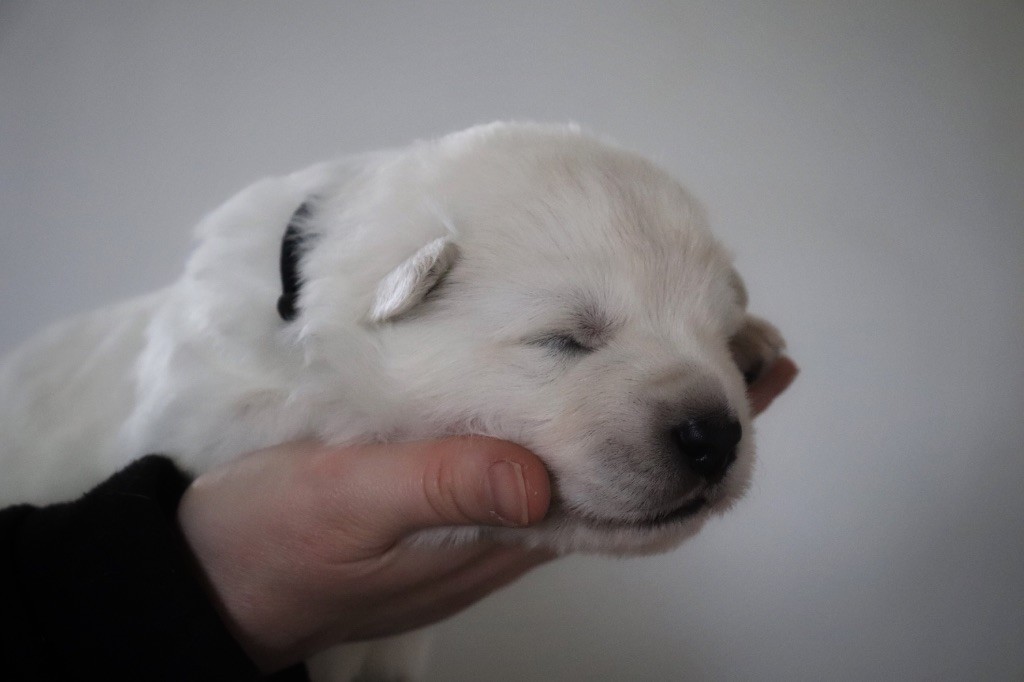 Du Pacte Des Amazones - Chiots disponibles - Berger Blanc Suisse