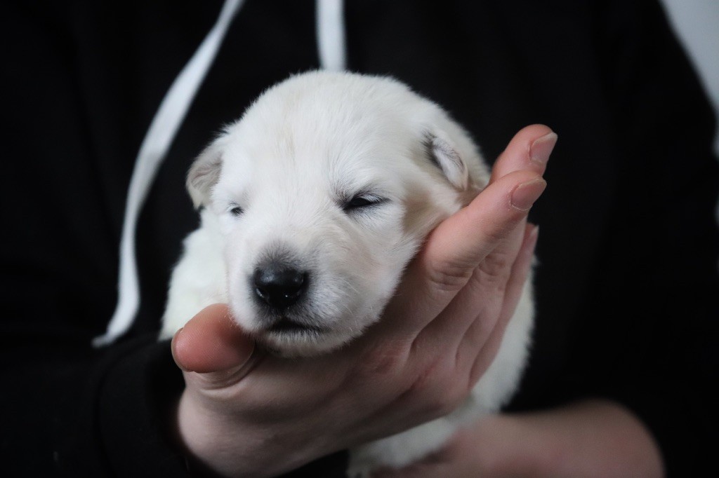 Du Pacte Des Amazones - Chiots disponibles - Berger Blanc Suisse